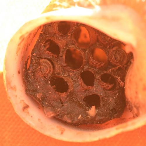 Sarcophaga sp.